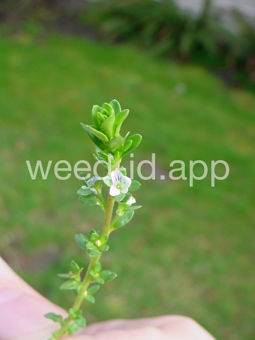 speedwell, thymeleaf